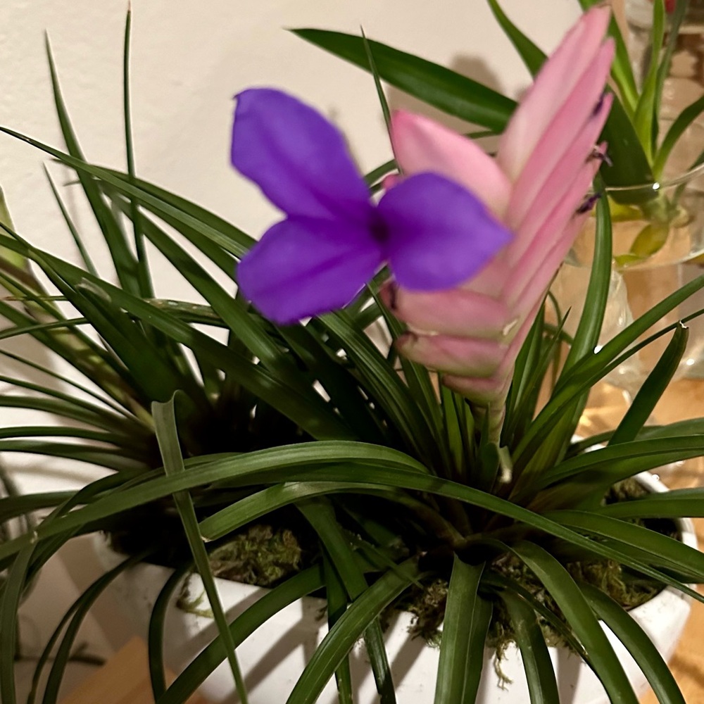 Meet your Posher, Teresa